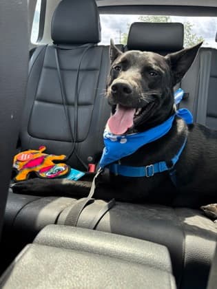 Diesel - Bulldog, American/Mix available for adoption at Peterborough Humane Society in Peterborough