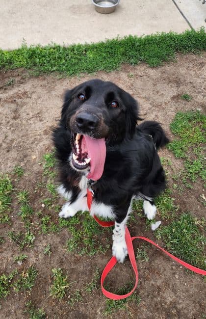 Marcus - Mixed Breed, Large (over 44 lbs fully grown)/Mix available for adoption at Peterborough Humane Society in Peterborough