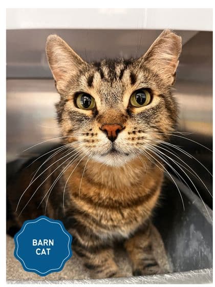 Aero - Domestic Shorthair/Mix cat available for adoption in Calgary