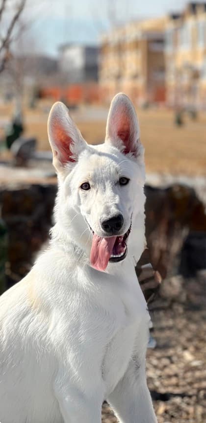 Astro - German Shepherd/Mix available for adoption at Calgary Humane Society in Calgary