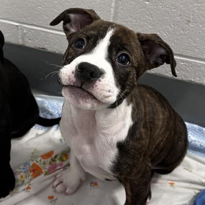 Mutsu - Pit Bull Terrier/Mix available for adoption at Calgary Humane Society in Calgary