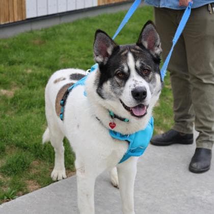Jack Jack - Akita/Mix available for adoption in Calgary