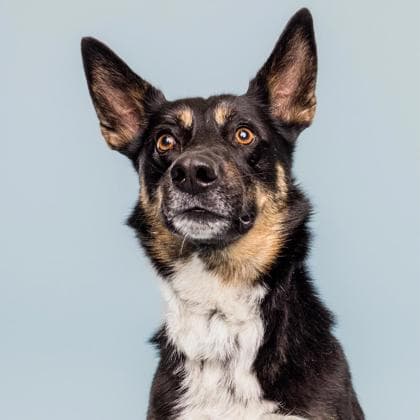 Sadie-Lady - Shepherd/Australian Cattle Dog available for adoption in Calgary