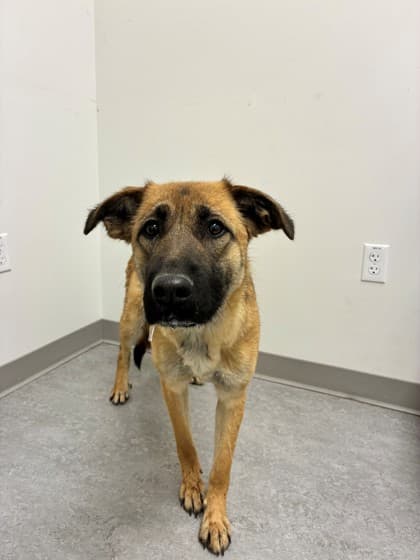 Cutie - Medium Mixed Breed available for adoption at Calgary Humane Society in Calgary