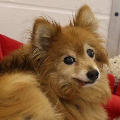Old Mrs. Figg - Pomeranian/Mix available for adoption