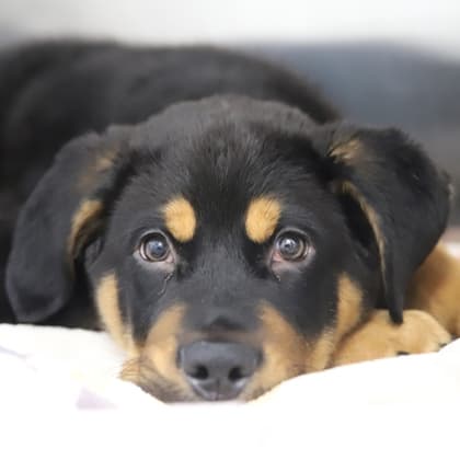 Einstein - Rottweiler/Mix available for adoption at Calgary Humane Society in Calgary
