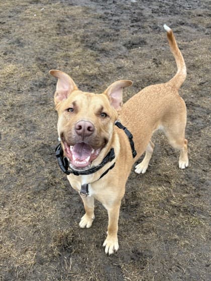 Diesel - American Staffordshire Terrier/Mix available for adoption at Calgary Humane Society in Calgary