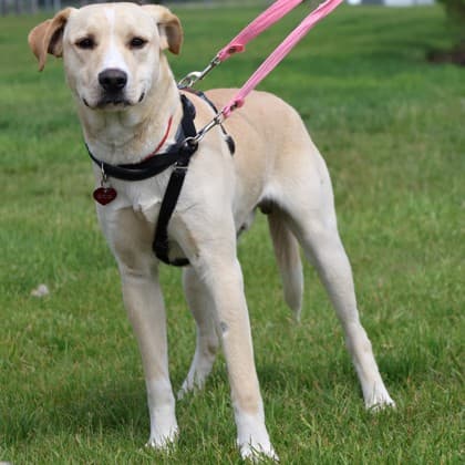 Buddy Teeto - Medium Mixed Breed available for adoption at Calgary Humane Society in Calgary