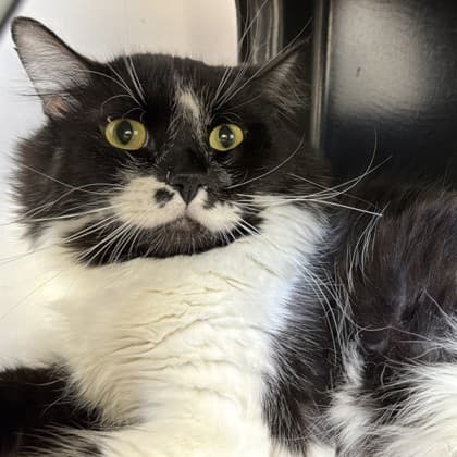 Spectro - Domestic Medium Hair/Mix cat cat available for adoption in Calgary