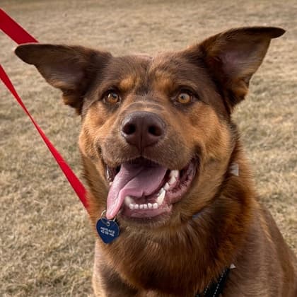 Dewie - Medium Mixed Breed available for adoption at Calgary Humane Society in Calgary