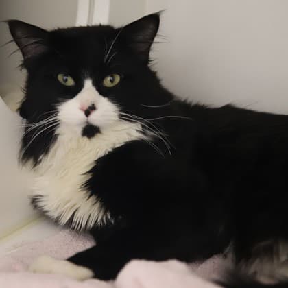 Berton - Domestic Medium Hair/Mix cat cat available for adoption at Calgary Humane Society in Calgary