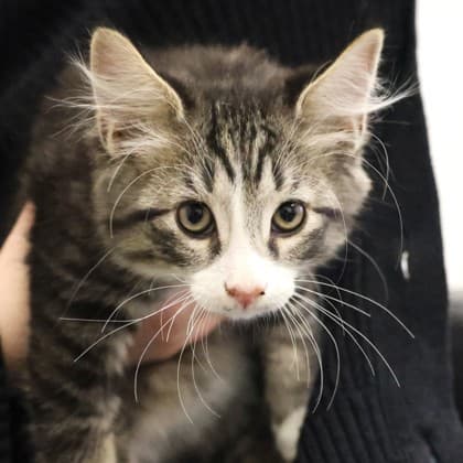 Oli - Domestic Shorthair cat available for adoption at Calgary Humane Society in Calgary