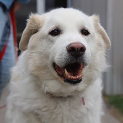 Zeus - Maremma Sheepdog/Mix available for adoption at Calgary Humane Society in Calgary