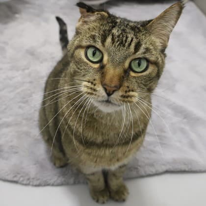 Simba - Bengal/Mix cat cat available for adoption at Calgary Humane Society in Calgary