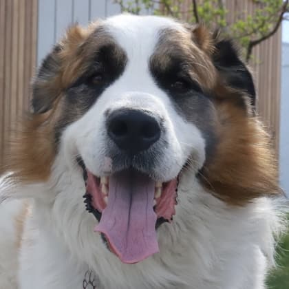 Romeo - Saint Bernard/Mix available for adoption at Calgary Humane Society in Calgary