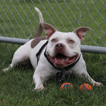 Nugget - American Staffordshire Terrier/Mix available for adoption at Calgary Humane Society in Calgary