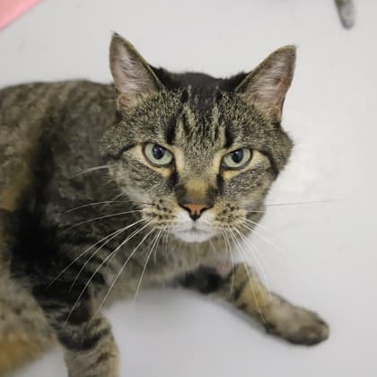 Kernel - Domestic Shorthair/Mix cat cat available for adoption in Calgary