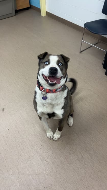 Sinatra - Large Mixed Breed available for adoption at Calgary Humane Society in Calgary