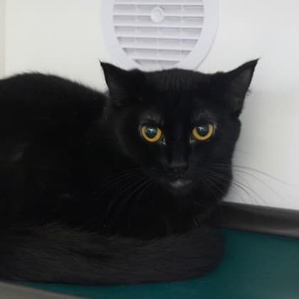 Ayala - Domestic Shorthair/Mix cat cat available for adoption at Calgary Humane Society in Calgary