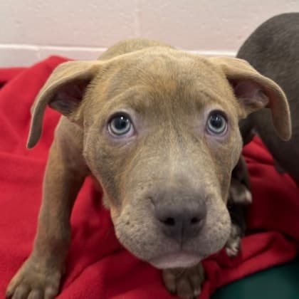 Pink Lady (dil... - Pit Bull Terrier available for adoption at Calgary Humane Society in Calgary