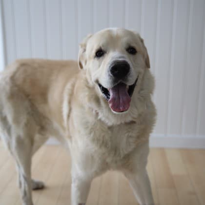 Cash - Great Pyrenees/Mix available for adoption in Calgary