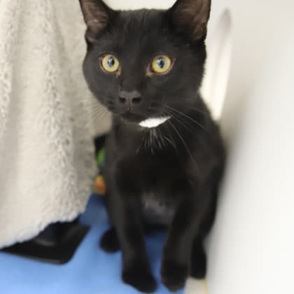 Esther - Domestic Shorthair/Mix cat cat available for adoption at Calgary Humane Society in Calgary