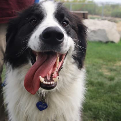 Andrew - Large Mixed Breed available for adoption at Calgary Humane Society in Calgary