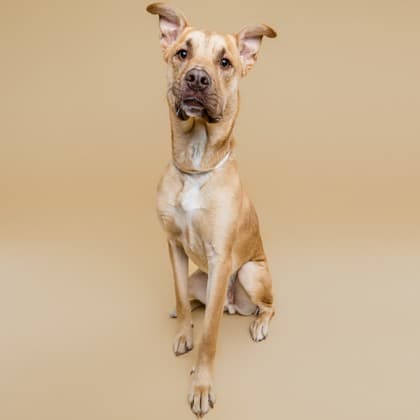 Diesel - American Staffordshire Terrier/Mix available for adoption in Calgary