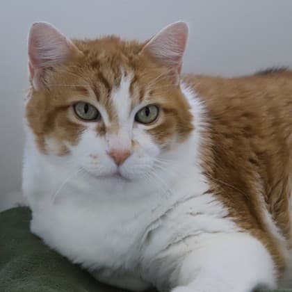 Scottie - Domestic Shorthair/Mix cat cat available for adoption in Calgary