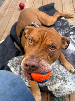Cinnamon - Pit Bull Terrier/Mix available for adoption at Calgary Humane Society in Calgary