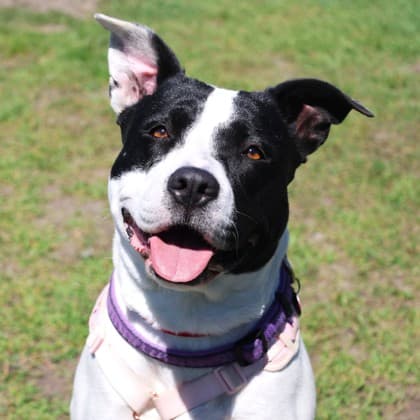 Gucci - Pit Bull Terrier/Mix available for adoption at Calgary Humane Society in Calgary