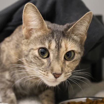 Kitchy - Domestic Shorthair/Mix cat cat available for adoption at Calgary Humane Society in Calgary