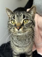 Joey - Domestic Shorthair/Mix cat cat available for adoption at Calgary Humane Society in Calgary