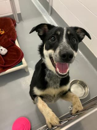 Sprite - Border Collie/Mix available for adoption at Calgary Humane Society in Calgary