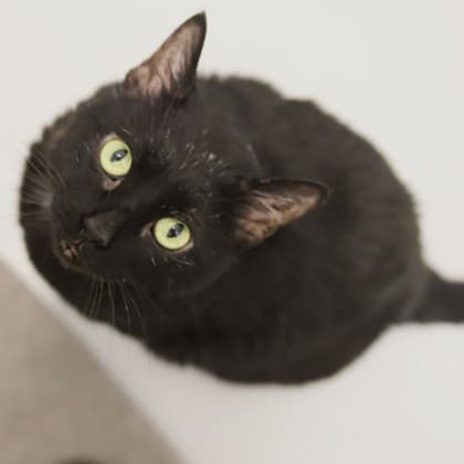 Claire - Domestic Medium Hair/Mix cat cat available for adoption at Calgary Humane Society in Calgary