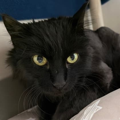 Mickey - Domestic Longhair/Mix cat cat available for adoption in Calgary