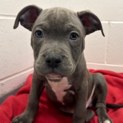Braeburn (grey) - Pit Bull Terrier available for adoption at Calgary Humane Society in Calgary