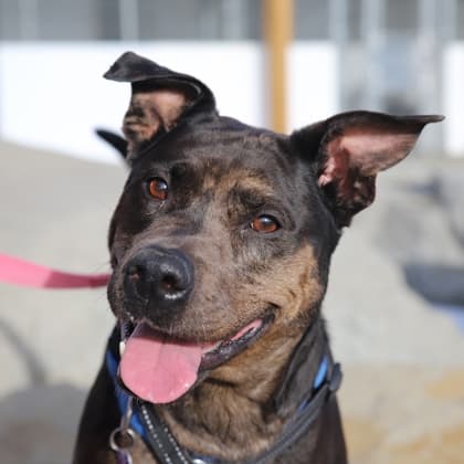 Porscha - Pit Bull Terrier/Mix available for adoption in Calgary