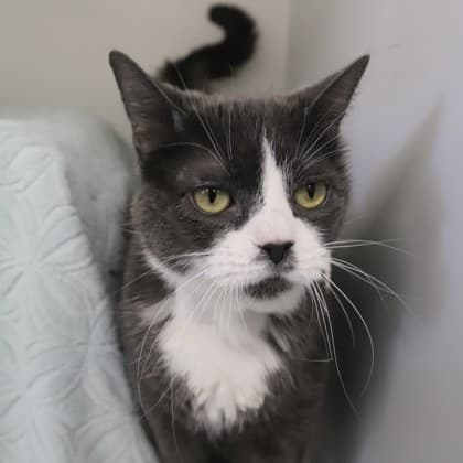 Fluffy - Domestic Shorthair/Mix cat cat available for adoption in Calgary
