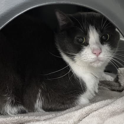 Tiger - Domestic Shorthair/Mix cat cat available for adoption at Calgary Humane Society in Calgary