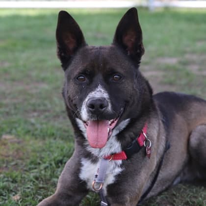Lenny - Medium Mixed Breed available for adoption at Calgary Humane Society in Calgary