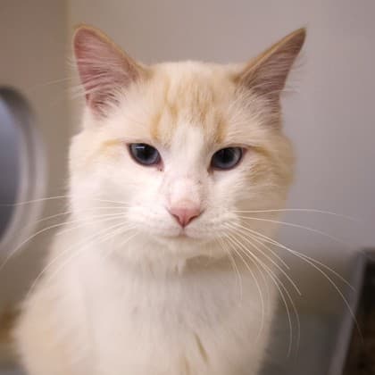 Helio - Domestic Longhair/Mix cat cat available for adoption at Calgary Humane Society in Calgary