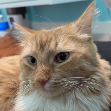 Gizmo - Domestic Longhair/Mix cat cat available for adoption at Calgary Humane Society in Calgary