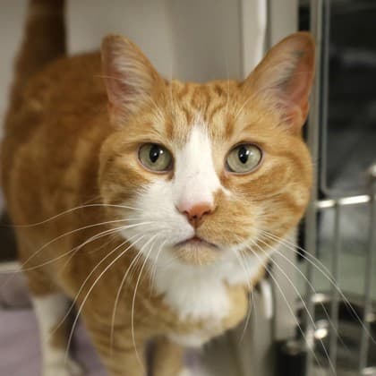 Gabriel - Domestic Shorthair/Mix cat cat available for adoption at Calgary Humane Society in Calgary