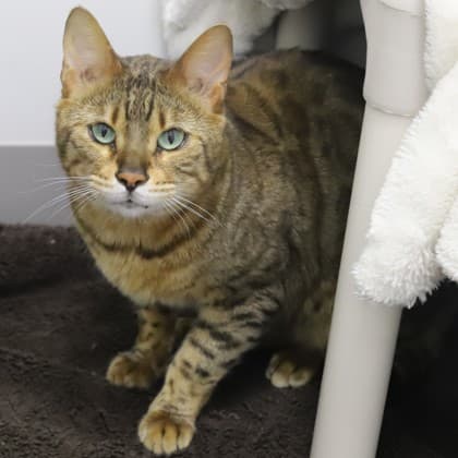 Pharaoh - Domestic Shorthair/Mix cat cat available for adoption at Calgary Humane Society in Calgary