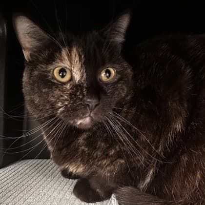 Desi - Domestic Shorthair/Mix cat cat available for adoption in Calgary