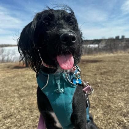 Evelyn - Medium Mixed Breed available for adoption at Calgary Humane Society in Calgary