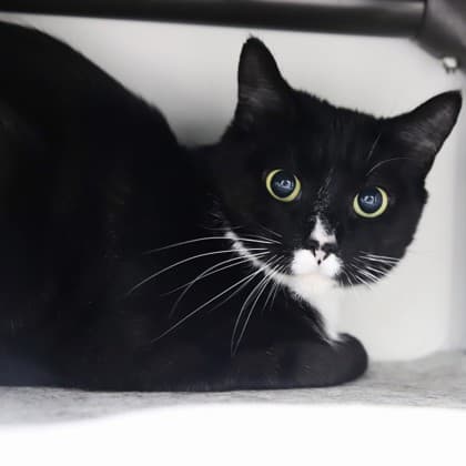 Nera - Domestic Shorthair/Mix cat cat available for adoption in Calgary