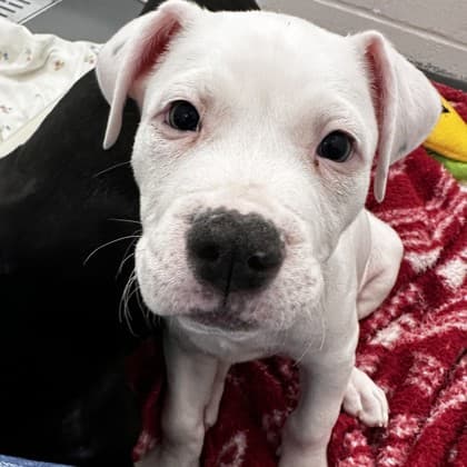 Honeycrisp (wh... - Pit Bull Terrier available for adoption at Calgary Humane Society in Calgary