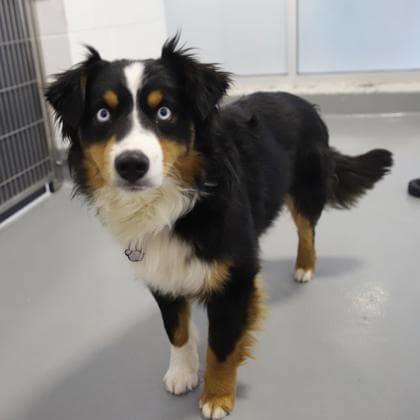 Kirby - Australian Shepherd/Mix available for adoption at Calgary Humane Society in Calgary